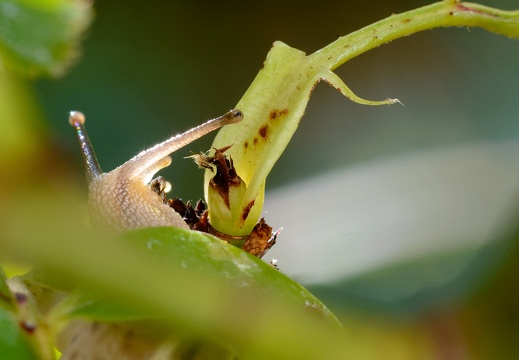 Kartäuserschnecke (Monacha cartusiana)