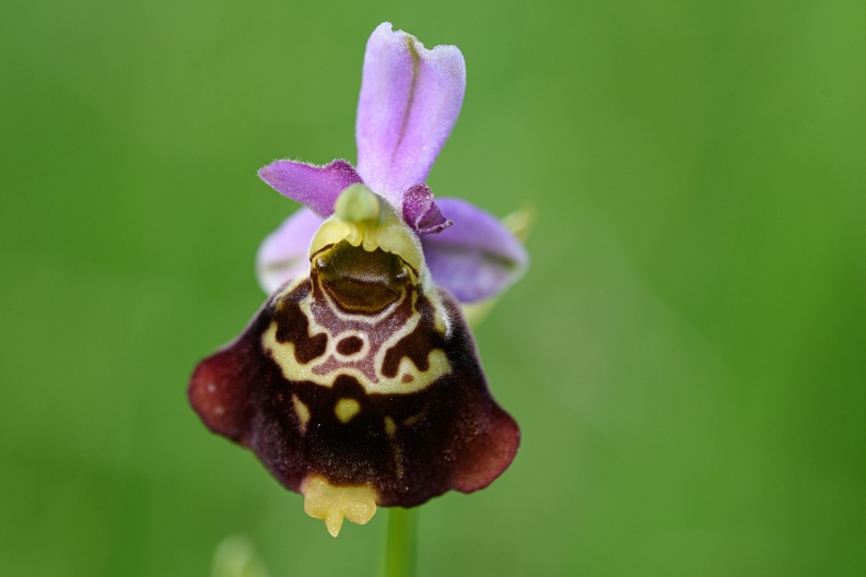 Hummel-Ragwurz (Ophrys holoserica).jpg