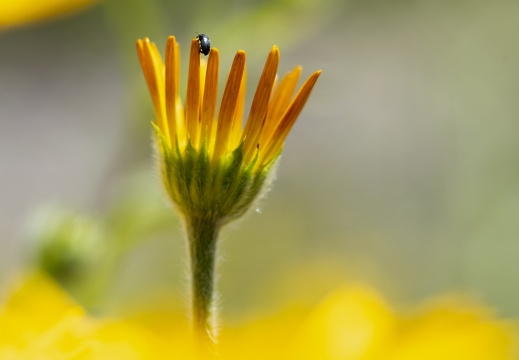 Weidenblättriges Ochsenauge (Buphthalmum salicifolium) - Blüte halb geöffnet