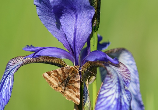 Braune Tageule (Euclidia glyphica) auf Iris sibirica