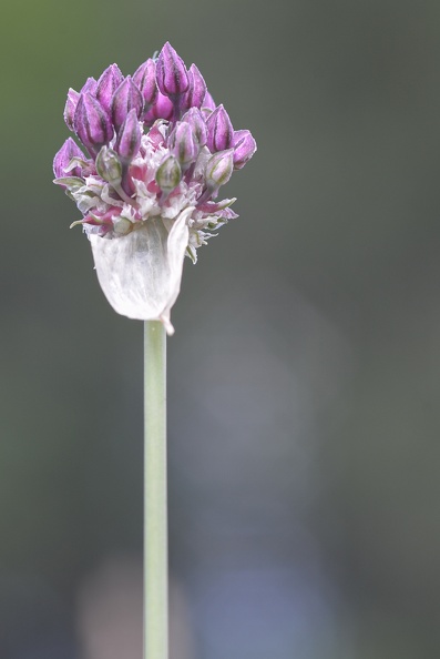 Allium scorodoprasum.jpg