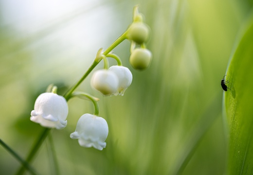 Maiglöckchen (Convallaria majalis)