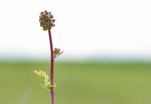 Kleiner Wiesenknopf (Sanguisorba minor) vor der Blüte