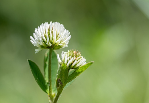 Berg-Klee (Trifolium montanum)