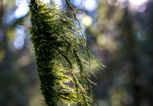 Traces of light