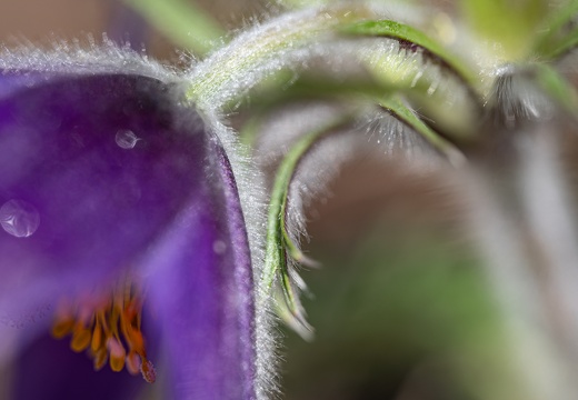 Gartenleben